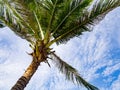 Windy coconut palm tree against with blue sky and white cloud Royalty Free Stock Photo