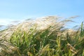 Ventoso hierba 