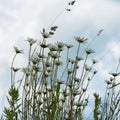 Windy day after the rain, gloomy sky. Beautiful white daisies against dark blue sky with clouds, view from below Royalty Free Stock Photo