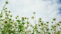 Windy day after rain, gloomy sky. White daisies against sky with clouds, view from below Royalty Free Stock Photo