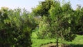 Windy Day Among Thuja Trees