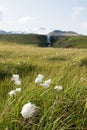 Windy field of native white cotton grass, blowing in the wind in front of the Kerlingarfoss in Snaefellsness, Iceland