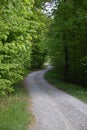 Windy forest dirt road in the summer