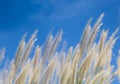 Windy grass field Royalty Free Stock Photo
