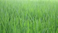 Windy Green Rice field Close-up Video