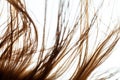 Windy hair. Abstract close up hairs on white background