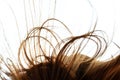 Windy hair. Abstract close up hairs on white background