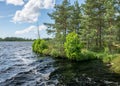 Windy landscape with a swamp lake, the lake water ripples and trees move in strong winds Royalty Free Stock Photo