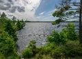 Windy landscape with a swamp lake, the lake water ripples and trees move in strong winds Royalty Free Stock Photo