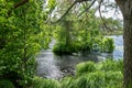 Windy landscape with a swamp lake, the lake water ripples and trees move in strong winds Royalty Free Stock Photo