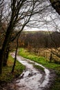 A windy, muddy pathway leading though a forest Royalty Free Stock Photo