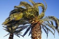 Windy palm tree Royalty Free Stock Photo