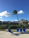 Windy palm tree Royalty Free Stock Photo