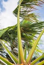 Windy palm tree Royalty Free Stock Photo