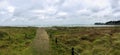 A windy summer`s day along the beaches with the long grass blowing