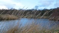 Windy weather over pond Royalty Free Stock Photo