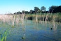 Windy Wetland Day Royalty Free Stock Photo