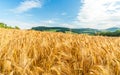 Windy wheat field on a summer day, landscape Royalty Free Stock Photo