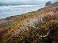 Windy wild coast of the White sea. Minimalistic autumn landscape with wild berry bushes on the Northern seashore Royalty Free Stock Photo