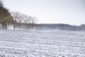 Windy winter scene with field in the foreground and trees in the background