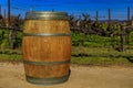 Wine barrel and rows of grape vines at a vineyard in the spring in Napa Valley, California, USA Royalty Free Stock Photo