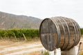 Wine Barrel in Vineyard - Cafayate