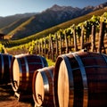 Wine barrels and casks against touristic vineyard wine farm