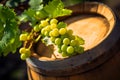 Wine barrels with Chardonnay Grapevine in vineyard