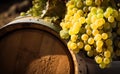 Wine barrels with Chardonnay Grapevine in vineyard.