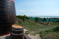 Wine barrels next to the vineyard Royalty Free Stock Photo