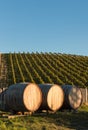 Wine barrels in vineyard with copy space Royalty Free Stock Photo