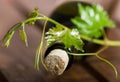 Wine bottle and green grape vine Royalty Free Stock Photo