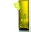 Wine bottle and green grape vine Royalty Free Stock Photo