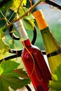 Wine bottles between vine leaves Royalty Free Stock Photo