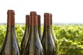 Wine bottles, vineyard Bourgogne. Royalty Free Stock Photo