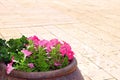 Wine bowl with flowers on the yard of the Cana Greek Orthodox Wedding Church in Cana of Galilee, Kfar Kana Royalty Free Stock Photo