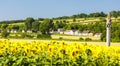 wine cellars with sunflower field, Immendorf, Lower Austria, Aus Royalty Free Stock Photo