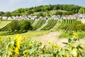 wine cellars with vineyards, Galgenberg, Lower Austria, Austria Royalty Free Stock Photo