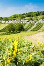 wine cellars with vineyards, Galgenberg, Lower Austria, Austria Royalty Free Stock Photo