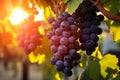 Wine closeup sunset harvest leaf grapes vine nature bunch green fruit