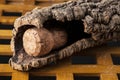 Wine cork in a corkwood bark