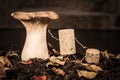 Wine cork figures, Concept Father explain fungal knowledge