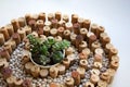 Wine corks spiral composition with white kidney beans and succulents Royalty Free Stock Photo