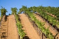 Wine Country Royalty Free Stock Photo