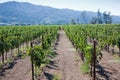 Wine Country Royalty Free Stock Photo