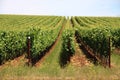 Wine Country Vineyard Crops Landscape Royalty Free Stock Photo