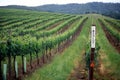 Wine Country Vineyard Landscape Merlot Sign Royalty Free Stock Photo
