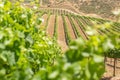 Wine Country Landscape Royalty Free Stock Photo