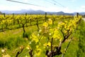Wine country nelson vineyard grape vine New Zealand