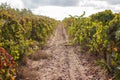 Wine Estate Vineyard Plantation System With Grape Vines And Plants Rows. Royalty Free Stock Photo